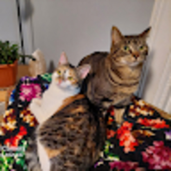 Meet your Posher, Sindy - Picture 1 of 1